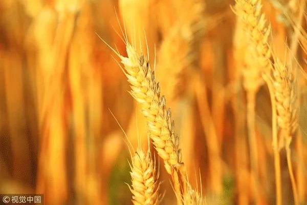 秋天好干燥，怎么吃才好？這份養(yǎng)生攻略請收好